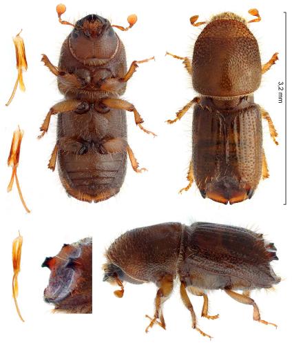 Ips acuminatus